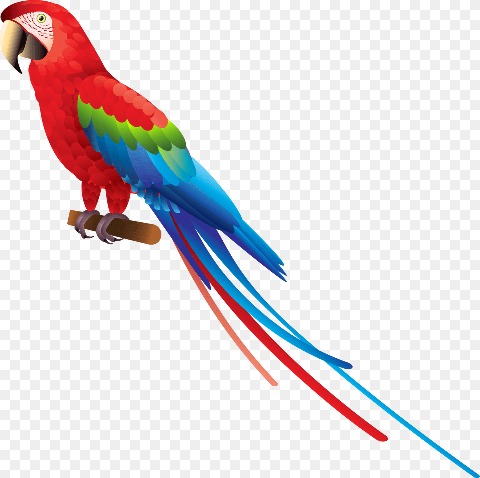 Indian Parrot Transparent Background Parrot Clipart, Animal, Bird, Macaw Png Image
