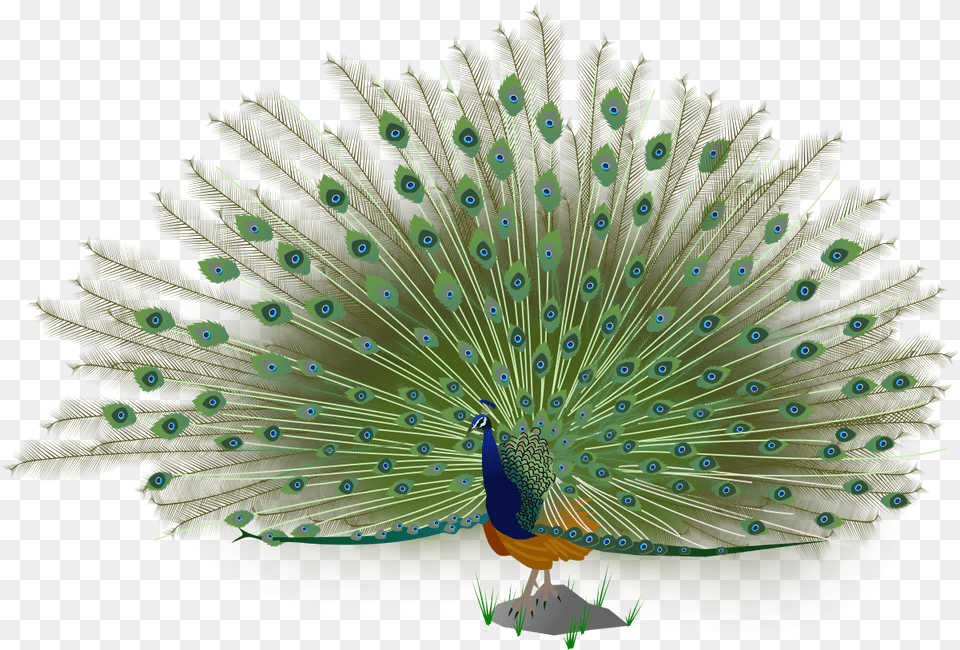 Indian Peacock Images, Animal, Bird Png Image