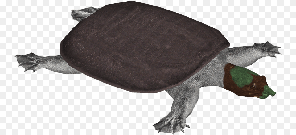 Indian Peacock Softshell Turtle Tortoise, Animal, Reptile, Sea Life, Fish Free Transparent Png