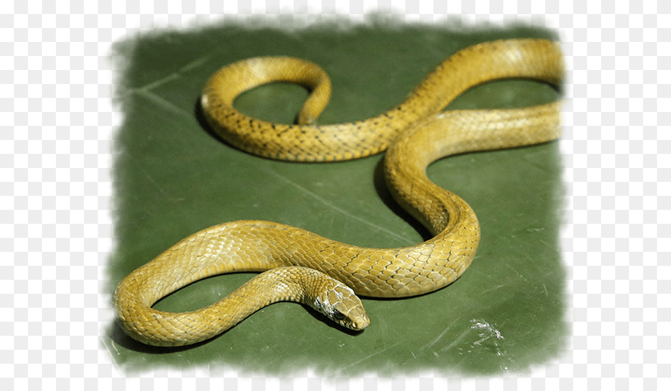 Indian Rat Snake Serpent, Animal, Reptile Png