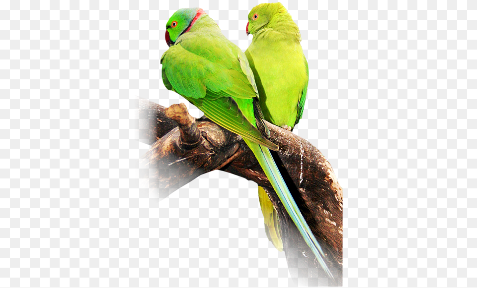 Indian Ringneck Parakeet Indian Ringneck Parakeet, Animal, Bird, Parrot Png Image