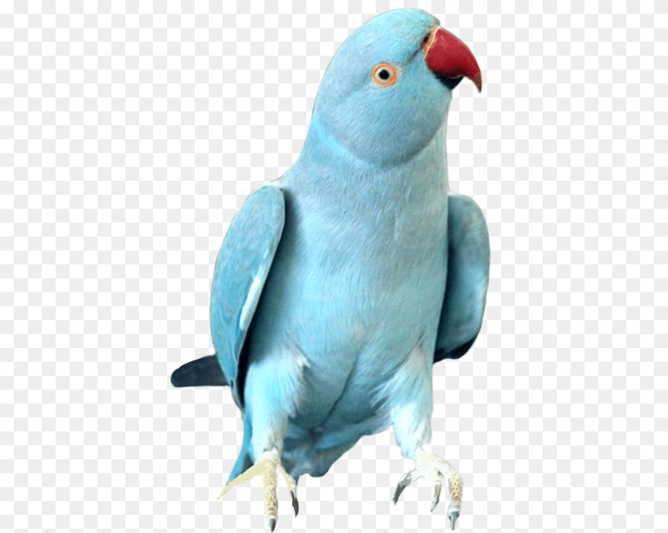 Indian Ringneck Parrot, Animal, Bird, Parakeet, Beak Free Png Download