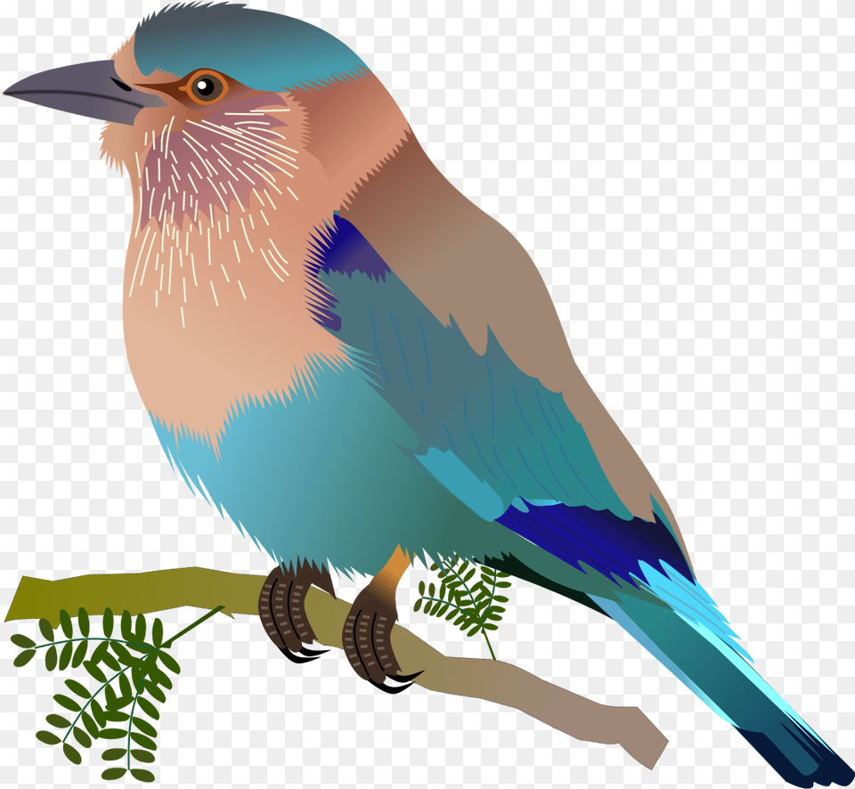 Indian Roller, Animal, Bird, Jay, Bluebird Free Transparent Png