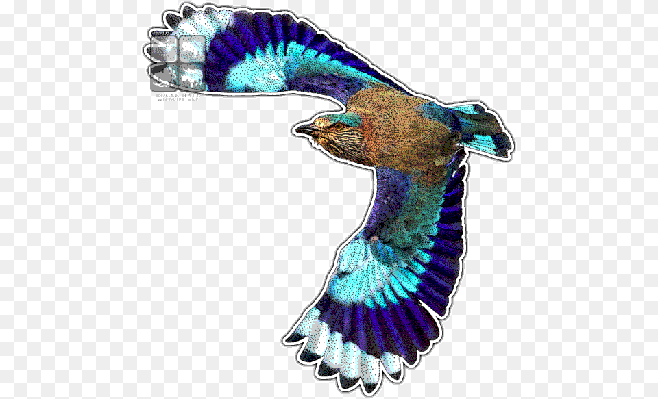 Indian Roller Decal Peafowl, Animal, Bird, Jay, Blue Jay Free Png