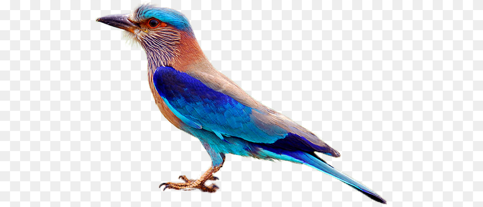 Indian Roller Telangana Bird, Animal, Jay, Beak, Bluebird Free Png