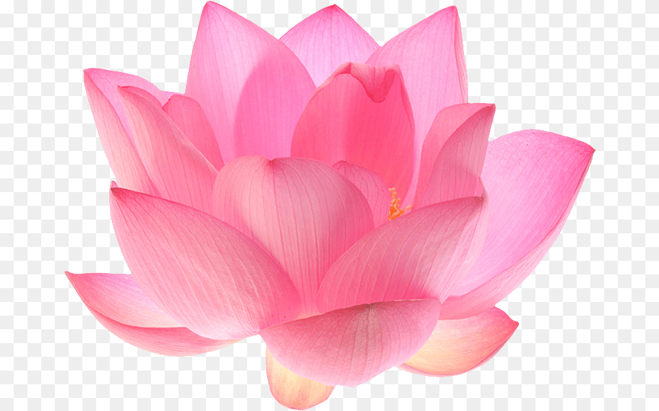 Indian Sacred Nelumbo Nucifera Pink Lotus Flower, Dahlia, Petal, Plant, Lily Png