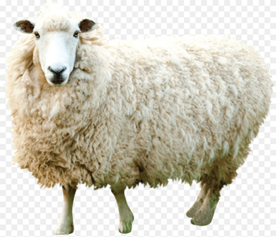 Indian Sheep, Animal, Livestock, Mammal Free Png Download