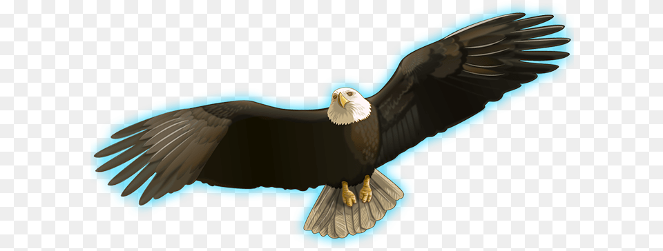 Indian Spirit Bald Eagle, Animal, Bird, Beak, Bald Eagle Free Png