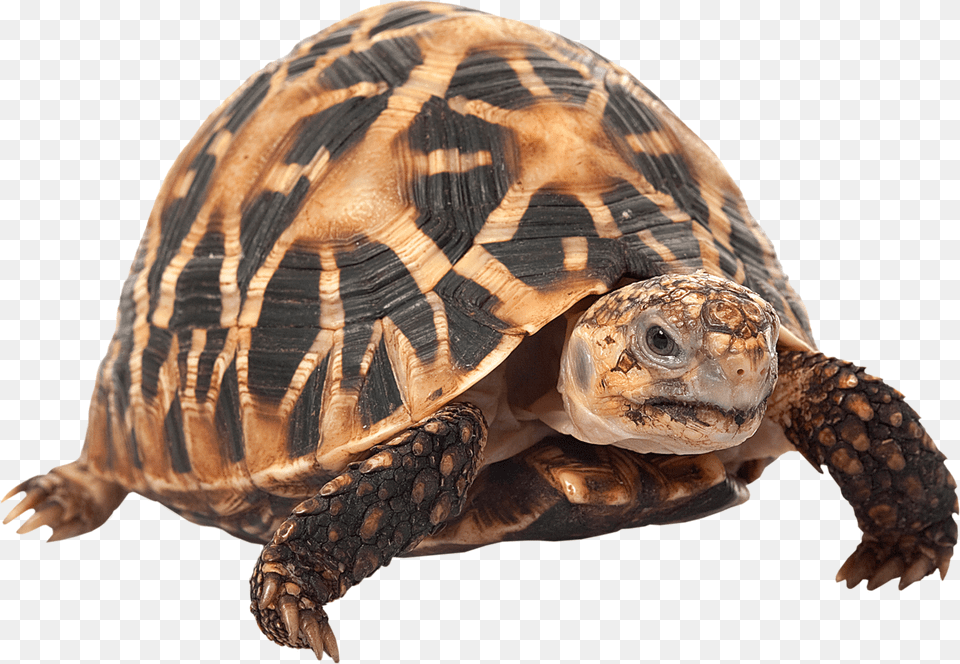 Indian Star Tortoise, Animal, Reptile, Sea Life, Turtle Free Transparent Png