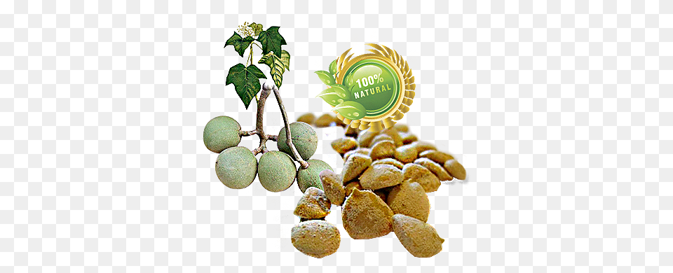 Indian Walnut, Food, Nut, Plant, Produce Free Png