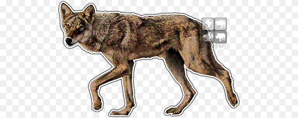 Indian Wolf Art Decal Wolves Of The World, Animal, Coyote, Mammal, Canine Free Png Download