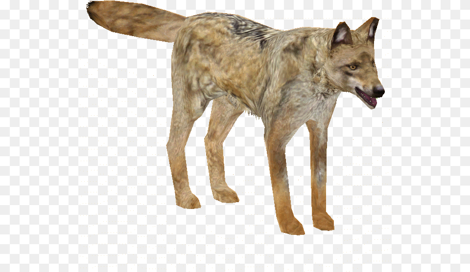 Indian Wolf Coyote, Animal, Mammal, Canine, Dog Png Image