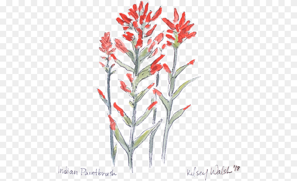 Indianpaintbrush Nobg Website, Ice, Nature, Outdoors, Weather Png Image