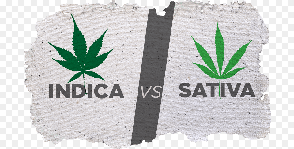 Indica And Sativa Cannabis Plant Indica Vs Sativa, Leaf, Weed Free Png