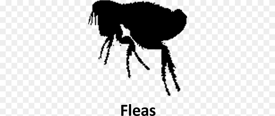 Indications Fleas Portable Network Graphics, Nature, Night, Outdoors Free Png Download