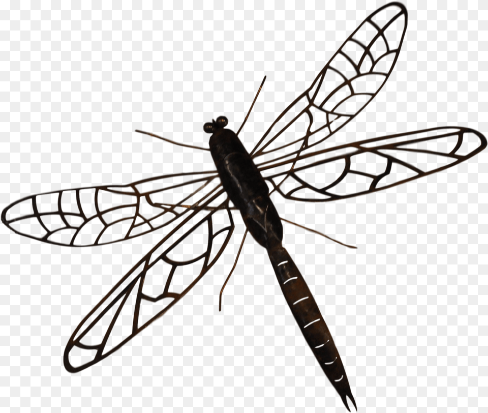 Indigo, Animal, Insect, Invertebrate, Dragonfly Png