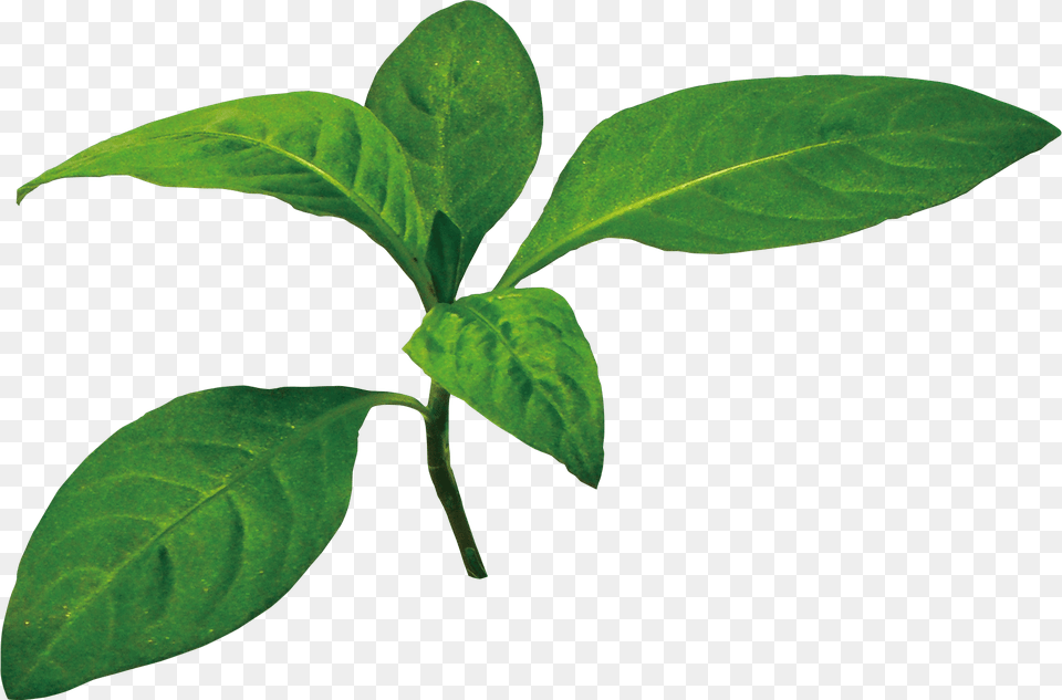 Indigo Leaves Image, Acanthaceae, Flower, Leaf, Plant Png