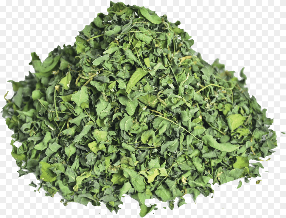 Indigo Plant Indigofera Tinctoria Linn Leaf, Herbal, Herbs, Food, Leafy Green Vegetable Png Image