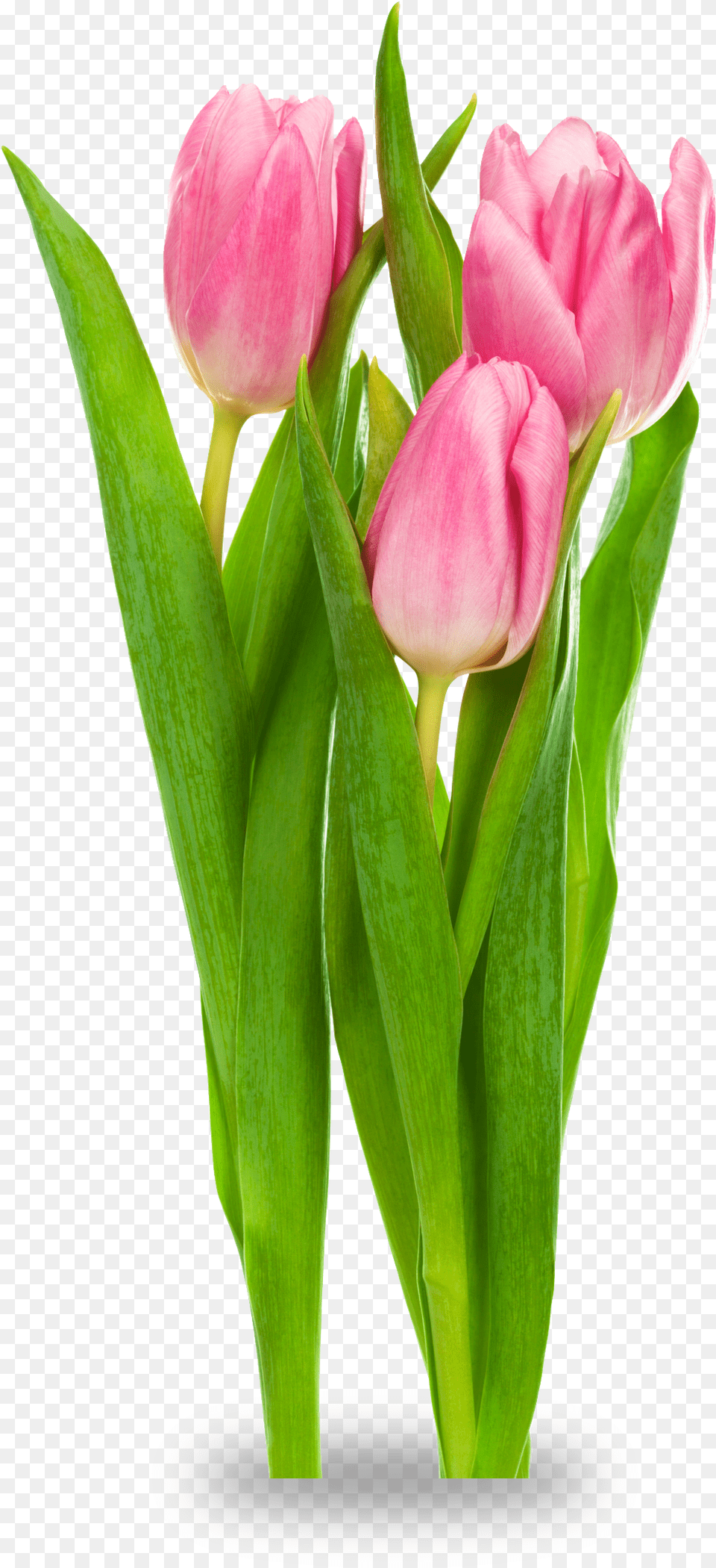 Indira Gandhi Memorial Tulip Garden Tulipa Gesneriana Flower Transparent Tulips Flower, Plant, Flower Arrangement, Petal, Flower Bouquet Free Png