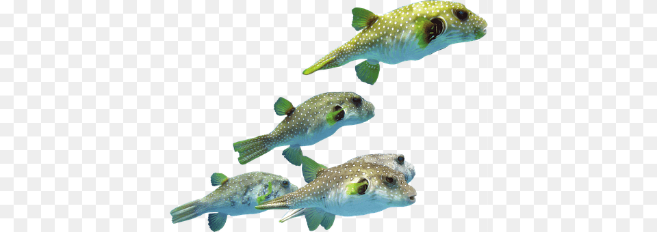 Indonesia Animal, Fish, Sea Life, Puffer Free Transparent Png