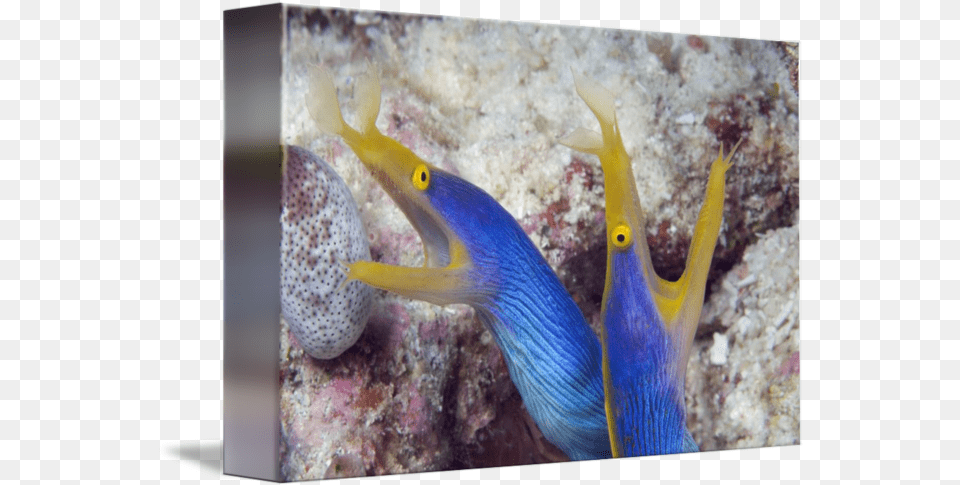 Indonesia Blue Ribbon Eel Pair Blue Ribbon Eels, Animal, Sea Life, Sea, Reef Png Image