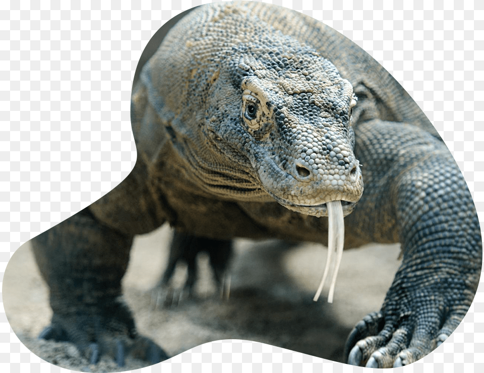 Indonusa Komodo Tour Dragon, Animal, Lizard, Reptile, Electronics Free Transparent Png