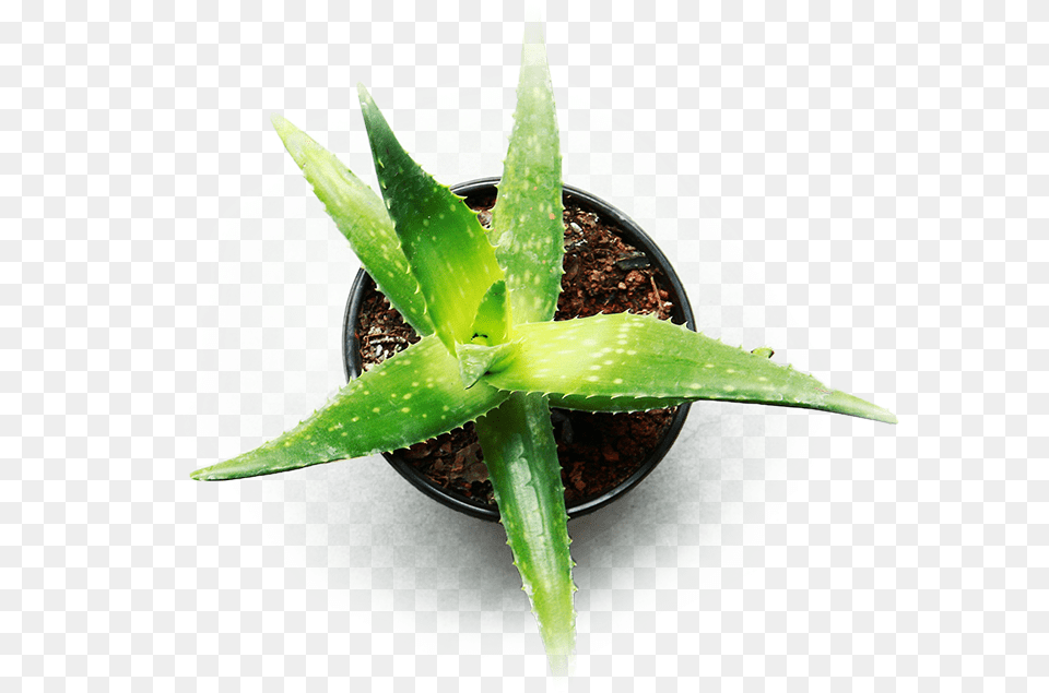 Indoor Aloe Vera For Cannabis Aloe Vera Plant Hd Png