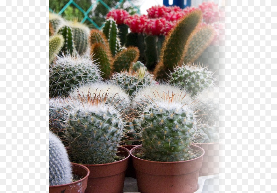 Indoor Amp Tropical Plants Kakts Bakm Pf Noktalar, Plant, Cactus Free Png