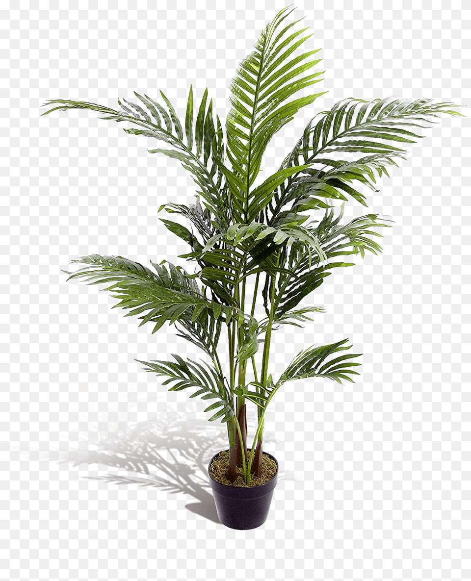 Indoor Artificial Palm Trees, Leaf, Palm Tree, Plant, Tree Png Image