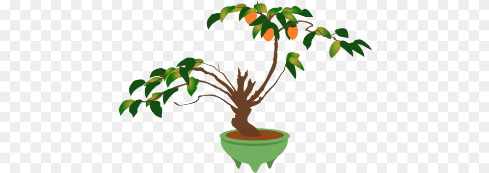 Indoor Bonsai Tree Light Weeping Fig, Leaf, Plant, Potted Plant, Food Png