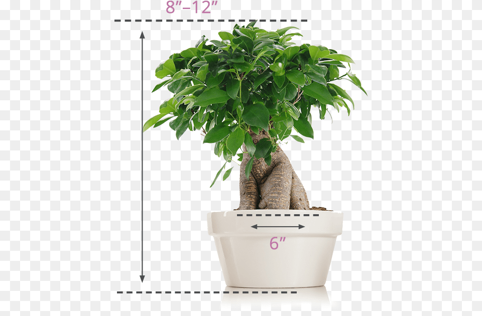 Indoor Bonsai Trees Indoor Bonsai Tree Types, Plant, Vase, Jar, Leaf Free Png Download
