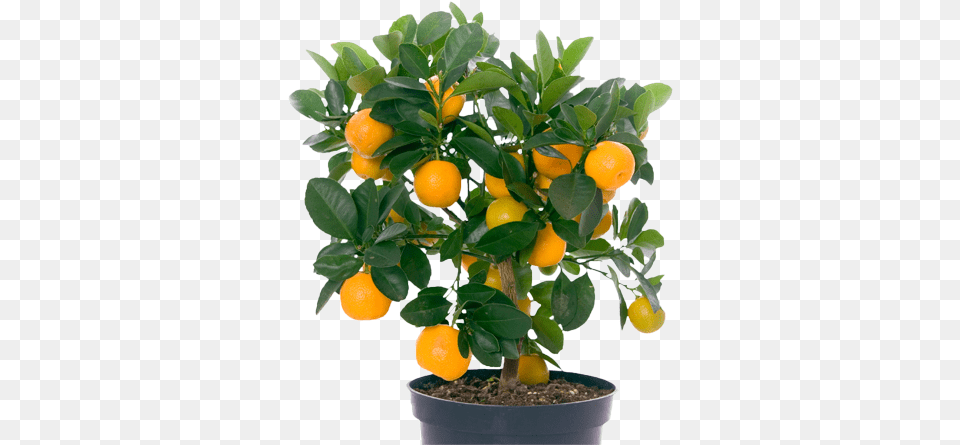 Indoor Fruit Trees Plants With Fruits, Citrus Fruit, Food, Plant, Produce Free Png Download