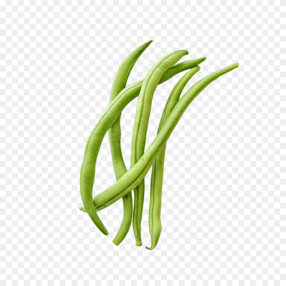 Indoor Green Bean Grow Guide Grow The Best Beans, Food, Plant, Produce, Vegetable Png Image