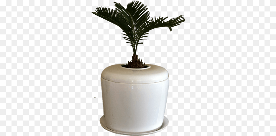 Indoor Living Cremation Urn Plant Flowerpot, Art, Tree, Pottery, Potted Plant Free Transparent Png