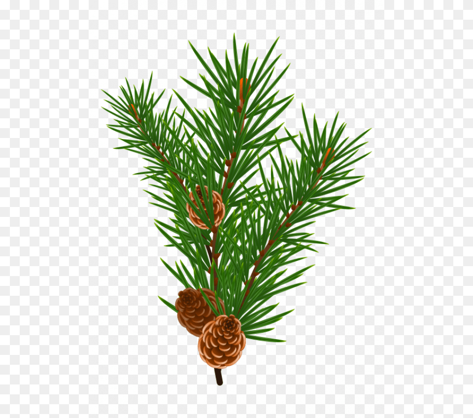 Indoor Palm, Conifer, Pine, Plant, Tree Png Image