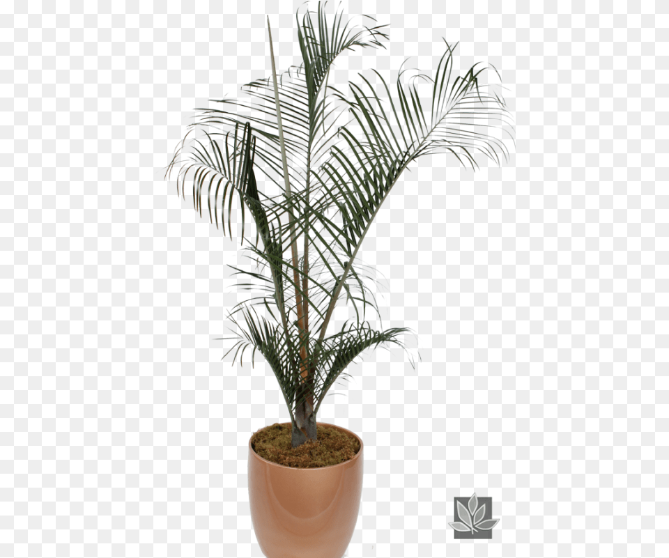 Indoor Palm Tree, Leaf, Palm Tree, Plant, Potted Plant Free Png