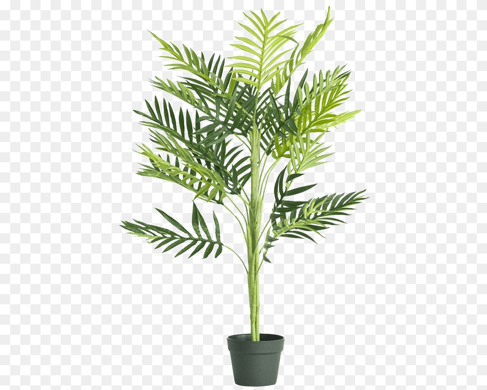 Indoor Palm Tree Transparent Backround, Leaf, Palm Tree, Plant, Potted Plant Free Png Download