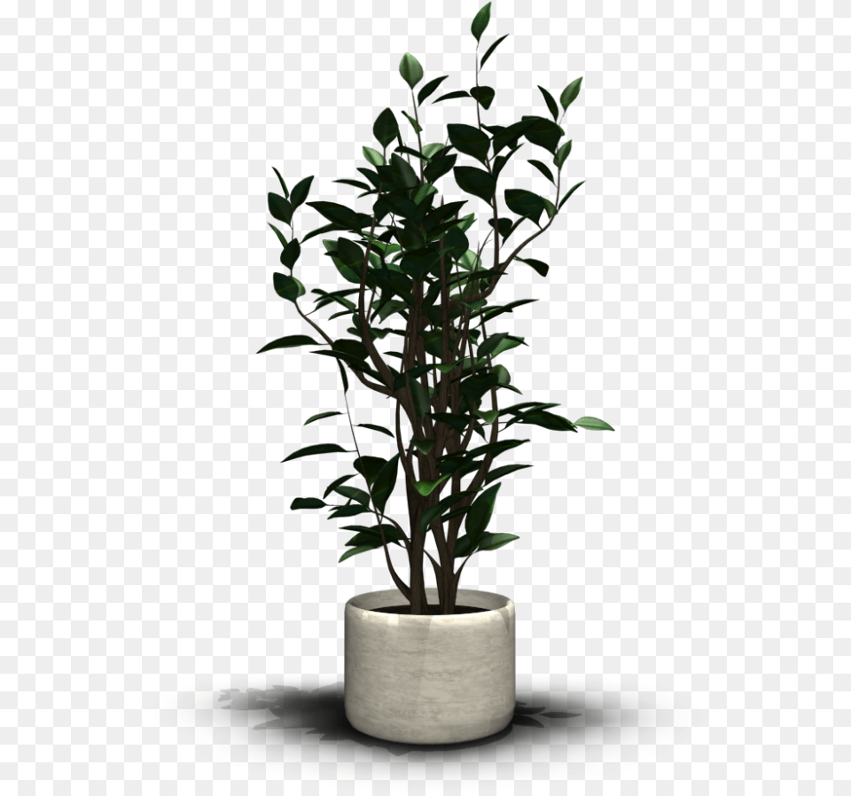 Indoor Plant, Flower, Flower Arrangement, Leaf, Potted Plant Png
