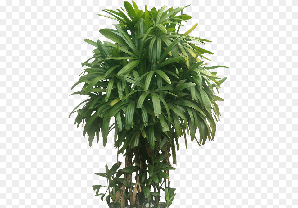 Indoor Plant Bamboo Palm, Leaf, Palm Tree, Potted Plant, Tree Png Image