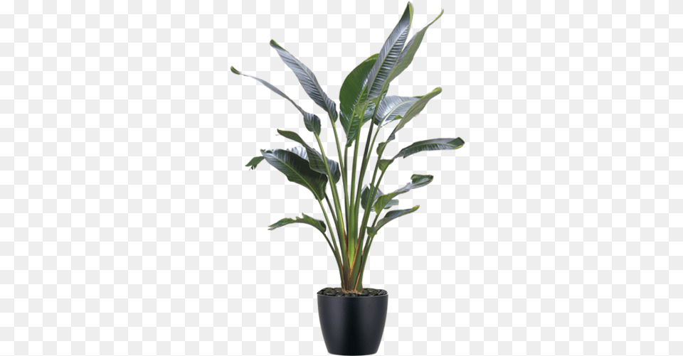 Indoor Plant Catalog Boston Cityscapes Plant Bird Of Paradise Transparent, Leaf, Palm Tree, Tree, Potted Plant Png