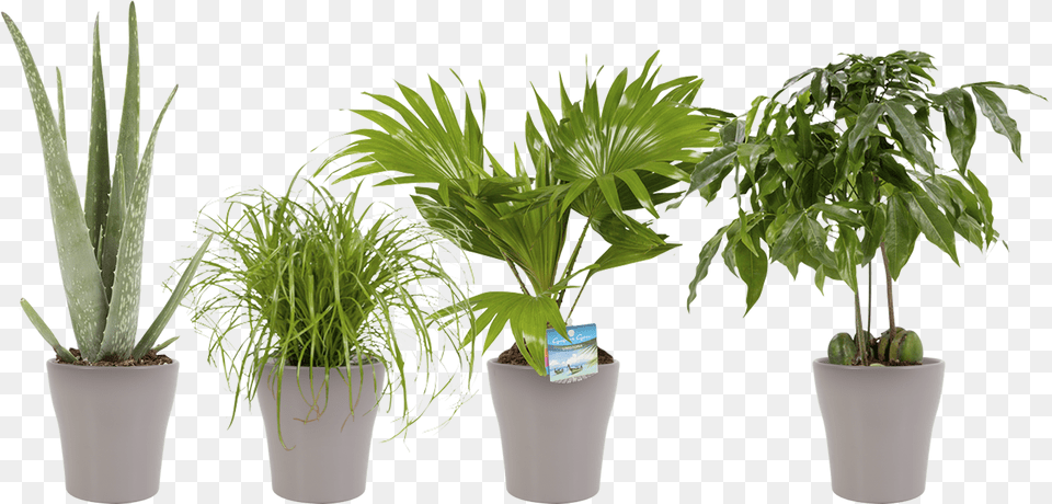 Indoor Plant Dwarf Umbrella Small Indoor Plant, Leaf, Palm Tree, Potted Plant, Tree Png Image