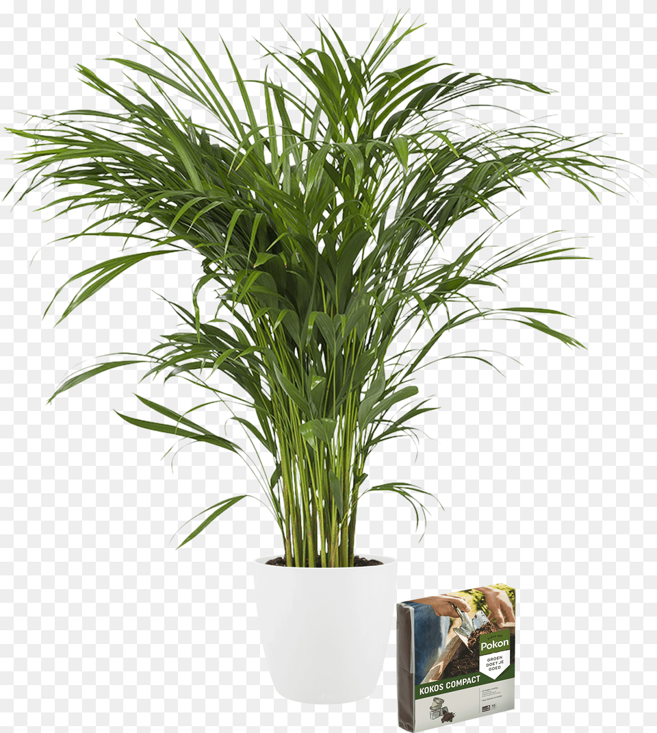 Indoor Plant Golden Cane Large Pot Plants, Jar, Palm Tree, Planter, Potted Plant Free Png