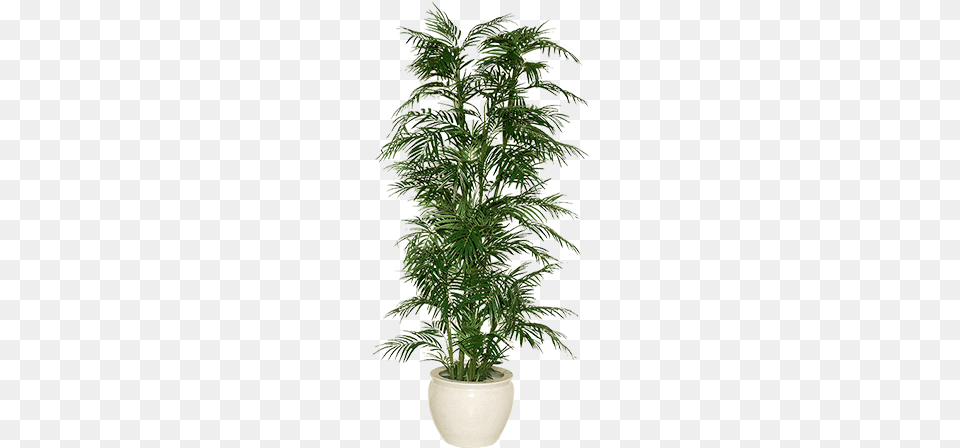 Indoor Plant Image Download Houseplant, Tree, Palm Tree, Potted Plant, Vase Png