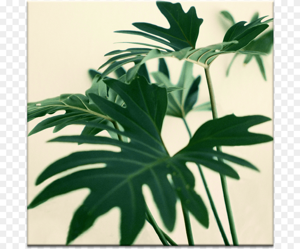 Indoor Plant Permanent Decision Based On Temporary Feelings, Leaf, Tree, Flower Free Png