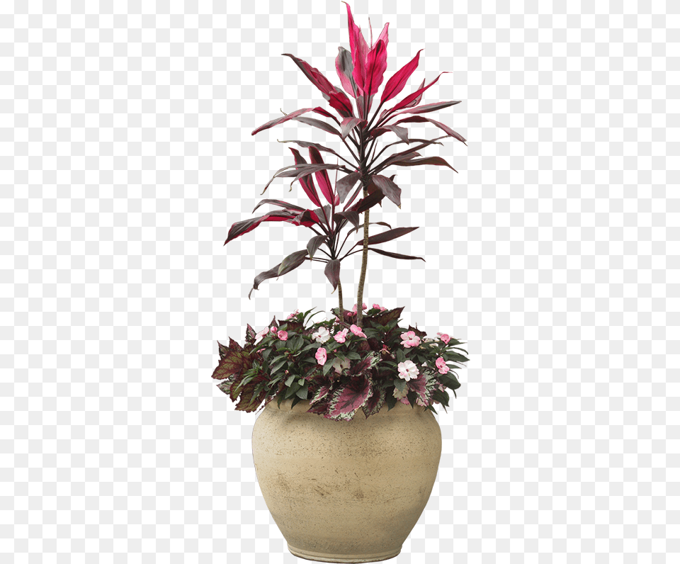 Indoor Plant Potted Plants Download Flower Transparent Potted Plants, Flower Arrangement, Flower Bouquet, Geranium, Potted Plant Free Png