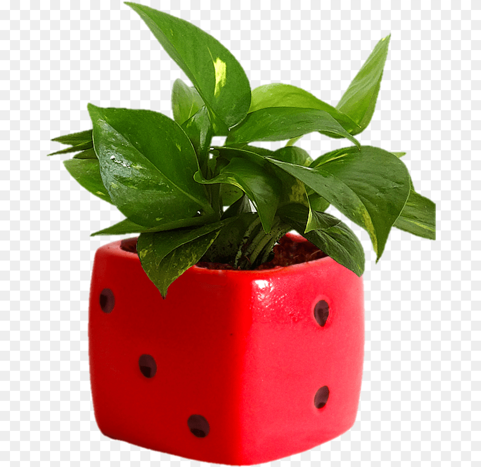 Indoor Plants, Jar, Leaf, Plant, Planter Png Image