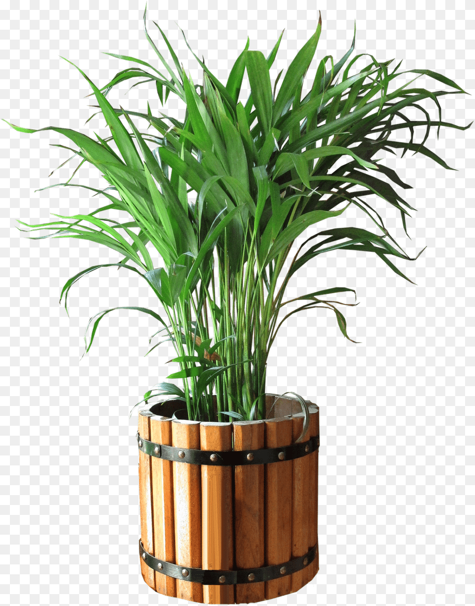 Indoor Plants Bunga Di Pot, Jar, Plant, Planter, Potted Plant Free Png Download