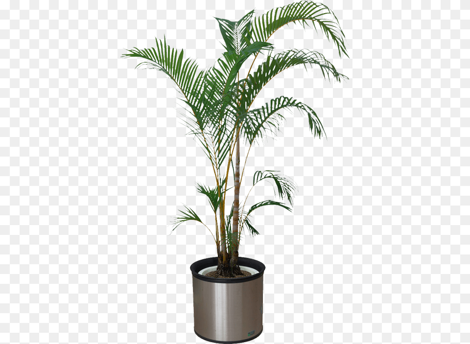 Indoor Plants Download Transparent Background Potted Plant, Leaf, Palm Tree, Potted Plant, Tree Png
