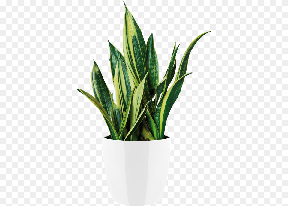Indoor Plants Flowerpot, Jar, Leaf, Plant, Planter Png Image