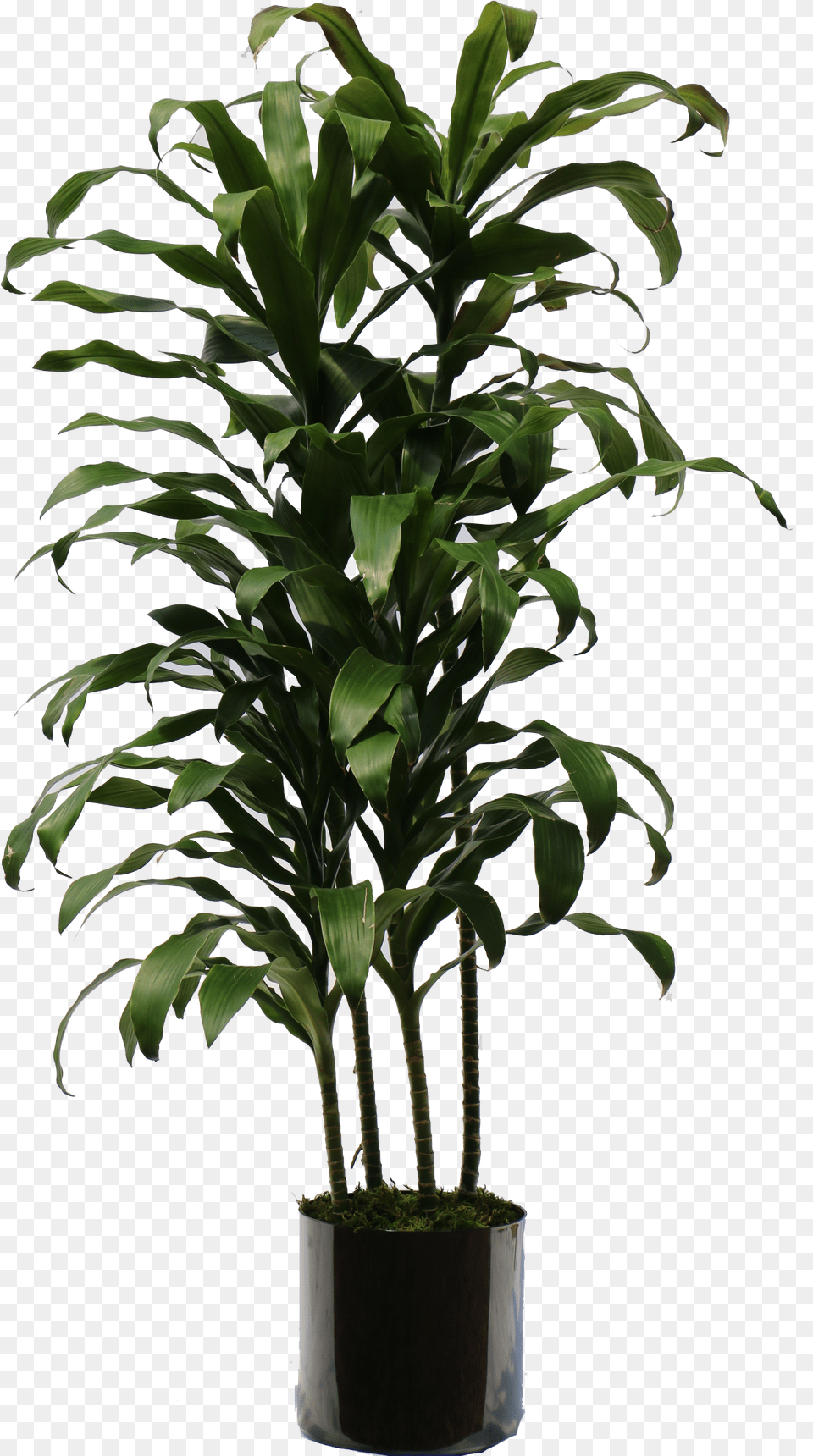 Indoor Plants Indoor Plant Transparent, Leaf, Palm Tree, Potted Plant, Tree Png Image